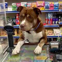 These Pets Are Acting Like Us! | Funny Animal Videos