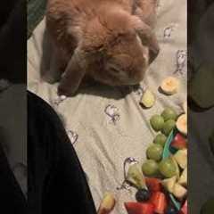 It's Easter!!! 🐰 You have to eat chocolate!! What are you doing?! 🍫😅 (Via - Kirsty E.)