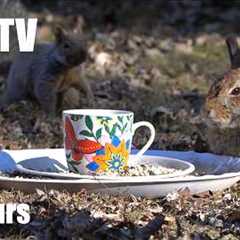 Easter Sunday Dinner with Birds, Bunnies and Squirrels - 10 Hour Cat TV for Pets 🐱 - Apr 05, 2026