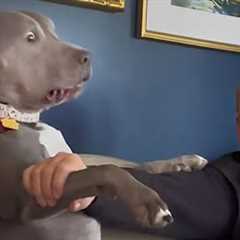 Pitbull dog, the funny and adorable muscular guys - Funny Dog Videos