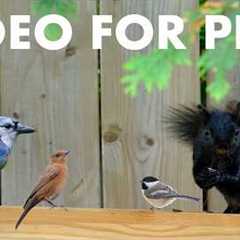 Cat TV for Pets to Watch 🐱 - 10 Hours of Birds, Squirrels and Chipmunks - Apr 06, 2026