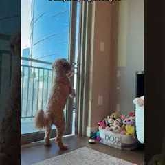 Clever Goldendoodle is Caught Unlocking Balcony Door