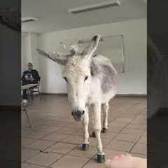 Oh man... I think I'm in the wrong class... 🫏 #Donkey #Burrow #Funny