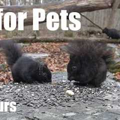 Cat TV for Pets to Watch 🐱 - 10 Hours of Birds, Squirrels and Forest Friends - Apr 07, 2026