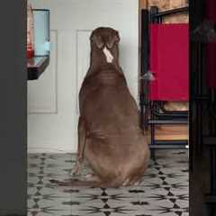 Funny Orange Cat Ignores Timeout While Dog Obediently Waits