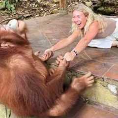 Most Dramatic Orangutan Ever Caught on Camera 😂