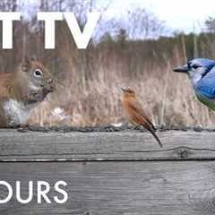 Red Squirrels, Blue Jays and Forest Friends - 10 Hour Cat TV for Pets to Watch 🐱 - Apr 08, 2026