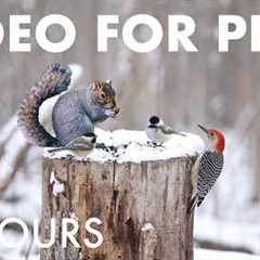Cat TV for Pets to Watch 🐱 - Birds, Squirrels and Forest Friends in the Snow - Apr 09, 2026