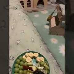 Animal videos that will make you scream!