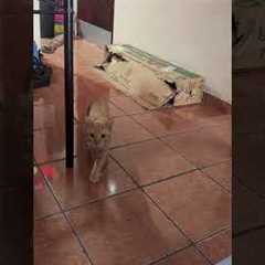 Orange cat tries to sneak up on me 🤣