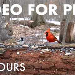 Relaxing Video for Pets and People - 10 Hours of Animals in a Beautiful Forest - Apr 10, 2026