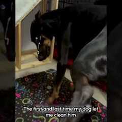 Person Accidentally Sprays Dog's Face as Cleaner Pump Malfunctions