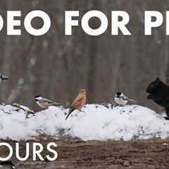 Cat TV for Pets to Watch 🐱 - Springtime Snow for Birds and Squirrels in the Forest - Apr 13, 2026