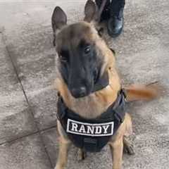 When Your Dog Quits Being a Police Dog 😂