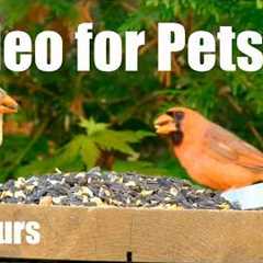 Cat TV for Pets to Watch 🐱 - 10 Hours of Backyard Birds and Critters - Apr 14, 2026