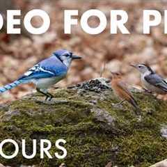 Cat TV for Pets to Watch 🐱 - 10 Hours of Birds, Squirrels and Forest Friends - Apr 15, 2026