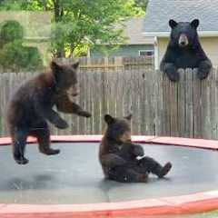 Impossible Not To Laugh 🤣 OVERDRAMATIC Bears Ever!