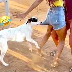 Dog Is The FUN Police | Funniest Viral Pets 🤪