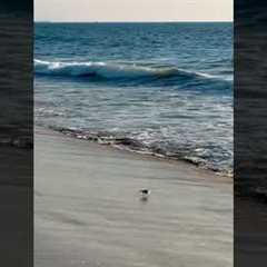 A little bird was having fun playing in the waves on the beach ✨🌊🥰