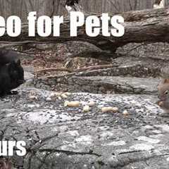 Cat TV for Pets to Watch 🐱 - 10 Hours of Red Squirrels, Blue Jays and Forest Friends - Apr 17, 2026