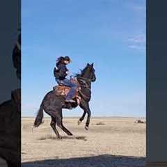 YEEHAW!! 💥🐎 Wacky and weird animals to make you laugh! 🤣🐕