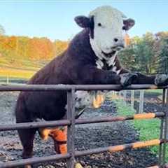 Overdramatic Farm Animals That Will Make You Cry Laughing 🤣