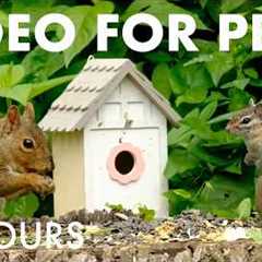 Saturday Morning Cartoons for Pets 🐱 - 10 hours of Backyard Birds and Critters - Apr 18, 2026