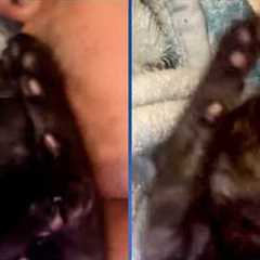 The stray cat I've been trying to rescue had kittens!!