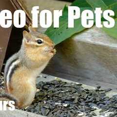 Cat TV for Pets to Watch 🐱 - Sunday Morning Brunch for Squirrels and Chipmunks - Apr 19, 2026