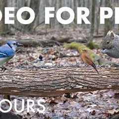 Cat TV for Pets 🐱 - 10 Hours of Birds, Squirrels and Animals in a Canadian Forest - Apr 20, 2026