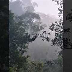 Incredible Monkeys building a bridge to help each other get across trees 🐒🌲🤩