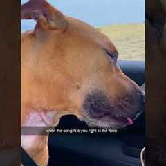 When the catnip hits 😮‍💨🌱😹 #Cats #Catnip #funny #pets