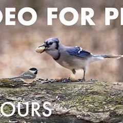 Relaxing Video for Pets and People - 10 Hours of Birds, Squirrels and Forest Friends - Apr 21, 2026