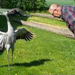 When Big Animals Encounter Everyone in the Most RIDICULOUS Way! 😂