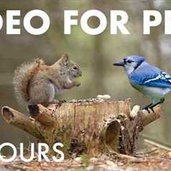 Cat TV for Pets to Watch 🐱 - 10 hours of Red Squirrels, Blue Jays and Forest Friends - Apr 22, 2026