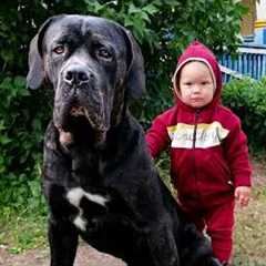 When Your Baby is Raised by an Overprotective Dog!