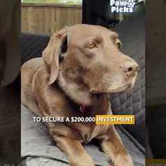 Paw Picks:  Ruffliners