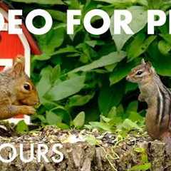 Cat TV for Pets to Watch 🐱 - 10 Hours of Backyard Birds and Squirrels by the Barn - Apr 23, 2026