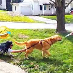Dog Greeting Mailman Fail 😂  Try Not To LAUGH Challenge Compilation