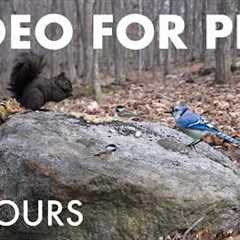 Cat TV for Pets to Watch 🐱 - 10 Hours of Beautiful Animals in a Canadian Forest - Apr 24, 2026