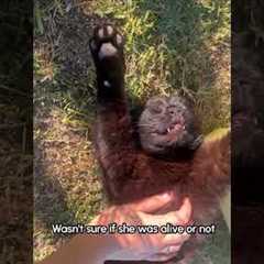 Hilarious Black Cat Has Stiff Sleeping Pose When Sunbathing