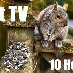 Saturday Morning Cartoons for Pets 🐱 - 10 Hours of Backyard Birds and Squirrels - Apr 25, 2026
