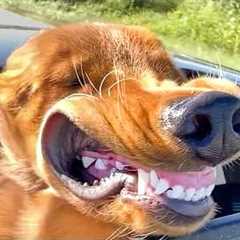 My Dog Hotboxed Our Roadtrip | Funniest Dogs of All Time