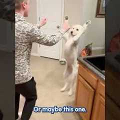 The Funniest Dogs of ALL TIME