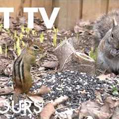 Cat TV for Pets to Watch 🐱 - 10 Hours of Beautiful Backyard Birds and Squirrels - Apr 26, 2026