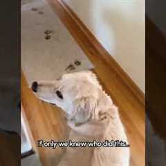 Golden Retriever Makes SUPER Muddy Mess In House!