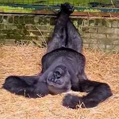 Monkeys Being Absolutely Silly That Will Make You Laugh Hard!