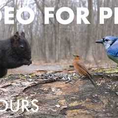 Cat TV for Pets to Watch 🐱 - 10 Hours of Birds, Squirrels and Forest Friends - Apr 27, 2026