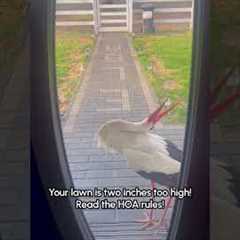 Stork Terrorizes Homeowners