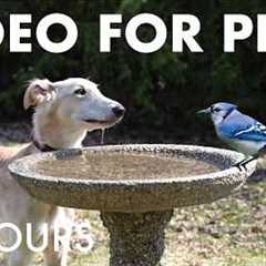 Cat TV for Pets to Watch 🐱 - 10 Hours of Birds and Backyard Buds at the Birdbath - Apr 28, 2026